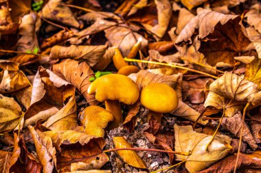 Sonbaharda orman zemininde mantarlar.