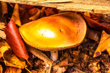 Ormanda mantarın yakın çekimi.