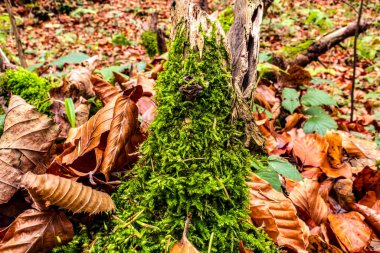 Sonbahar ormandaki bir ağaç üzerinde yosun