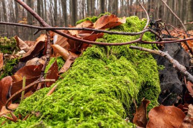 Ağaç kütüğünde yosun kaplı ağaçlar.