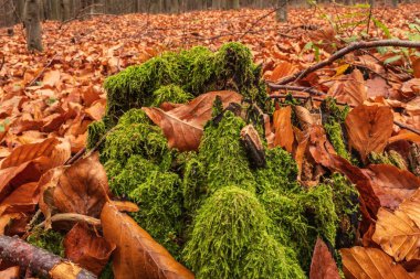 Sonbahar ormandaki düşen yapraklar.