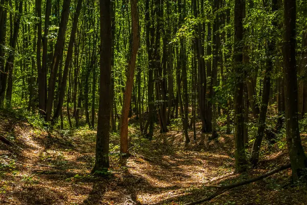 Baharda yeşil orman ve ağaçlar