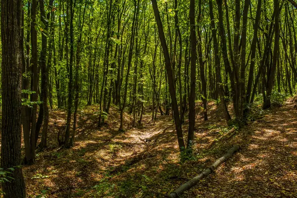 Yazın güzel yeşil orman
