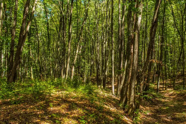 Ağaçlı yeşil orman