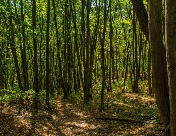Ağaçların güzel ormanları