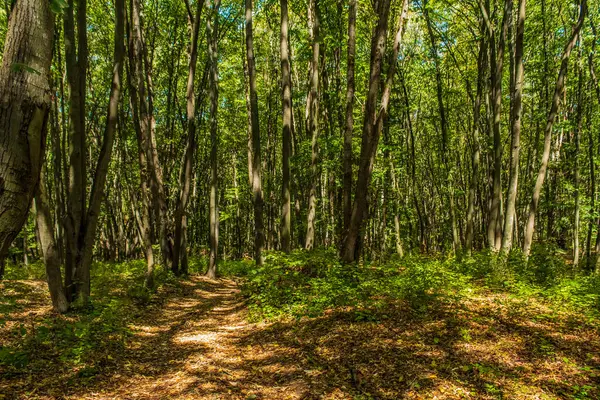 Yeşil bir ormandaki patikanın dikey görüntüsü.