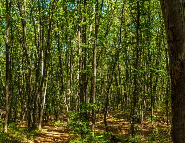 Polonya 'da güzel yeşil bir bahar ormanı..