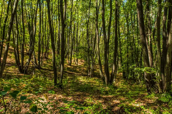 orman ve yeşil ağaçlar