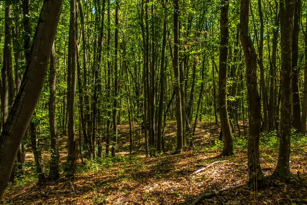 Yaz gününde yeşil ağaçlar ve ağaçlar ormanı