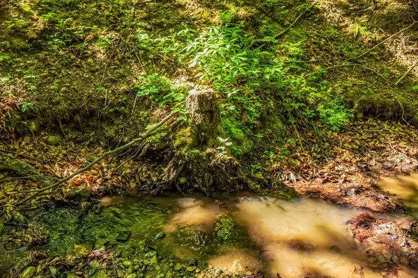Yazın güzel orman ve nehir