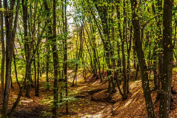 Ağaçlar ve ormanlarla dolu güzel sonbahar manzarası