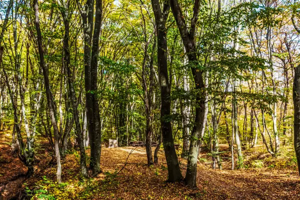 Sarı yapraklı ve ağaçlı sonbahar manzarası