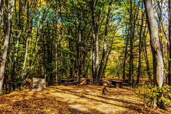 Polonya 'da güneşli bir günde sonbahar ormanı