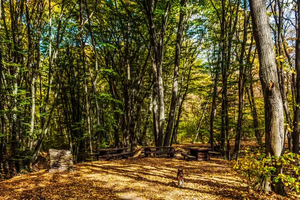 Güzel parktaki sonbahar ormanı
