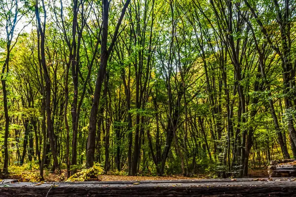 Ağaçlar ve yapraklarla dolu güzel sonbahar manzarası