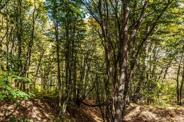 Sonbaharda orman. Sonbaharda ormandaki güzel doğa