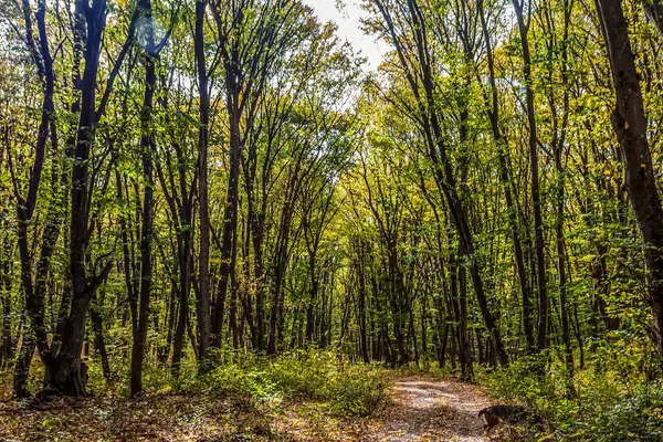 Parkta sonbahar ağaçları, sonbahar mevsimi