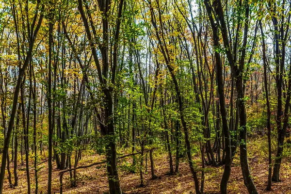 Ormandaki ağaçlar.