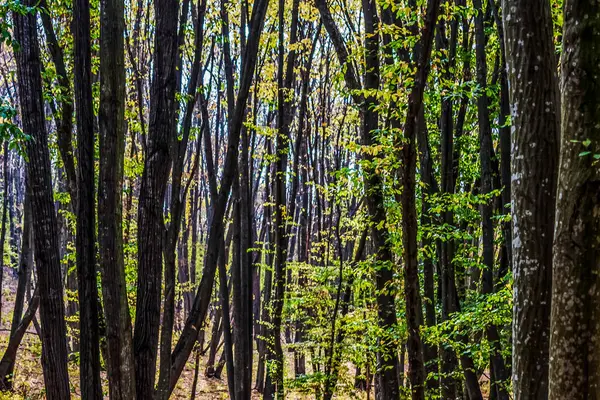 Ağaçlar ve yapraklarla dolu sonbahar ormanı