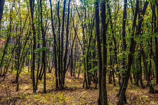 Ağaçlı orman, sonbahar yaprakları, güzel doğa.