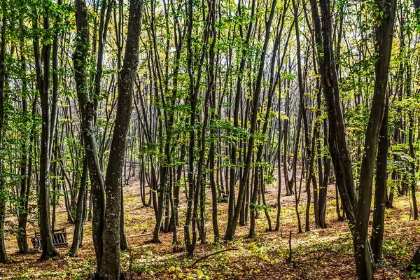 Gündüzleri ormanda ağaçlar