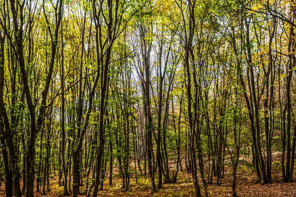 Dağlarda sonbahar ormanı