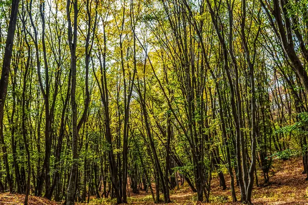 Ağaçlar ve yapraklarla dolu güzel sonbahar manzarası