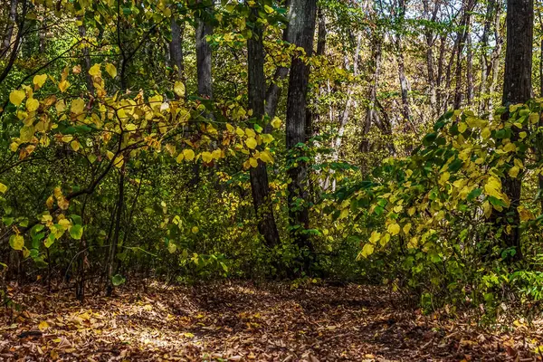 Ormandaki sonbahar ormanı