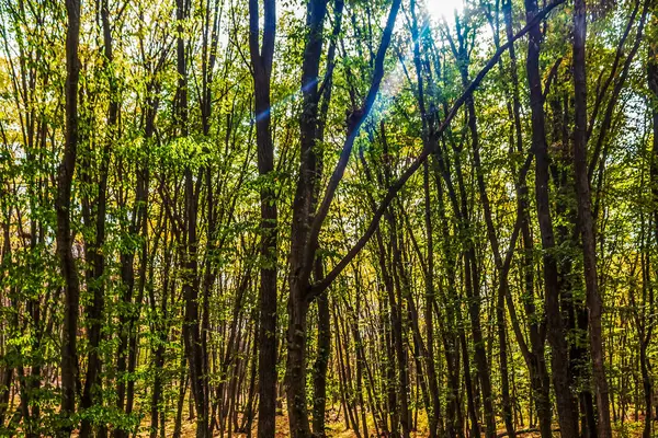 Ormanın güzel manzarası