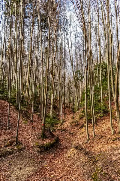 bir patikası olan bir ormanın bahar manzarası