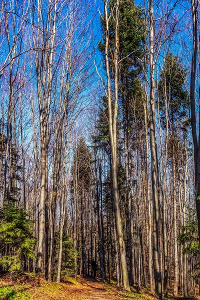 Güzel bir parktaki ağaçlar