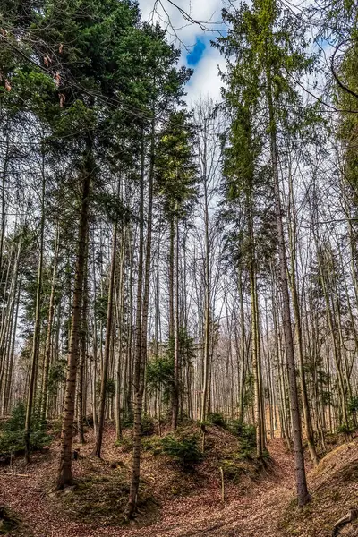 İlkbaharda Çekoslovakya 'da güzel bir orman
