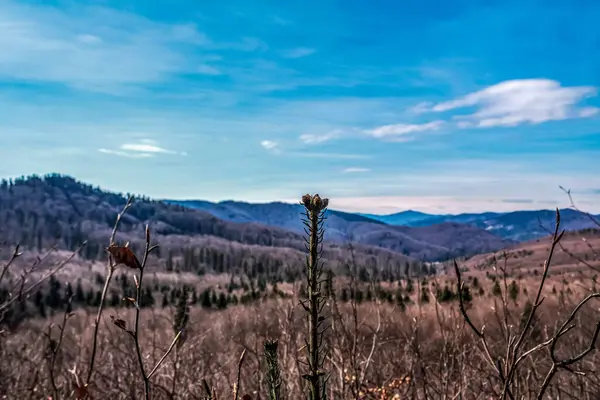 Ormanda bir ağacı olan güzel bir manzara.
