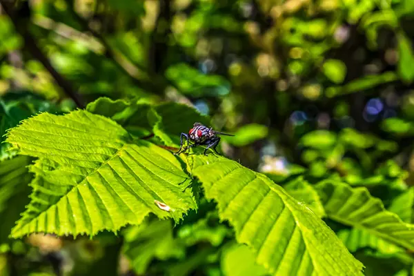 Bir daldaki kırmızı ve beyaz uğur böceğinin yakın çekimi