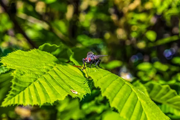 Mor bir yaprağın üzerinde güneş ışığında bir arıya yakın çekim
