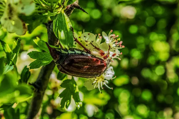 Arı elma ağacının nektarını topluyor.