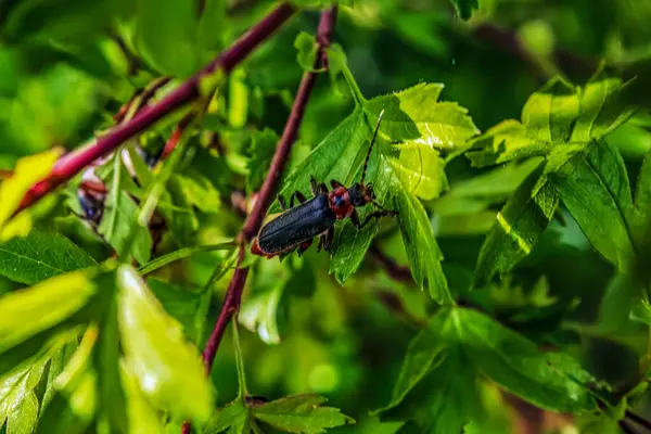 Yaprağın üzerindeki yeşil böcek.