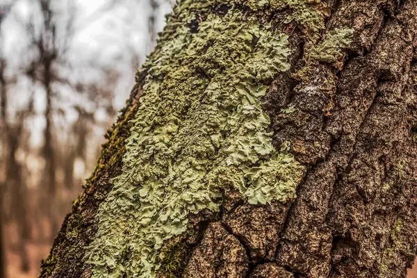 Bir ağaç kabuğuna yakın.
