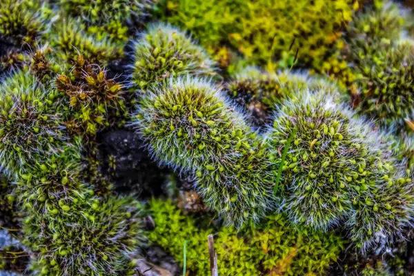 Yeşil yosun görünümünü kapat