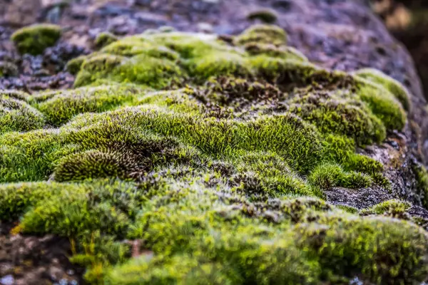 Ormandaki bir ağaçta yosun.