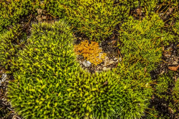 Yerde yeşil yosun