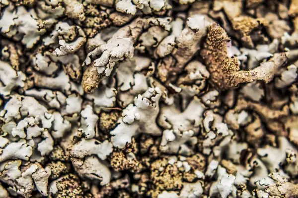 Eski bir ağacın kabuğunun arka planı