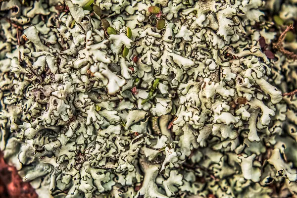 Çam ağacının kabuğu yosun ve yosun ile.