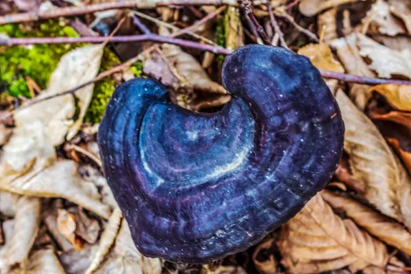 Ormanda güneş ışığının altında mavi ve mor bir mantarın yakın çekimi.