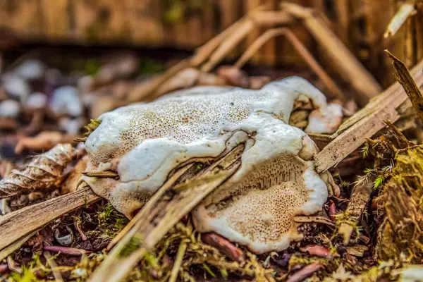Yerde beyaz mantar
