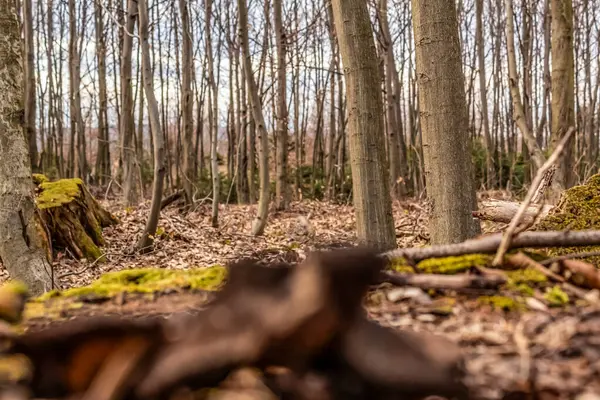 Ormanda ilkbahar. İlk kar.