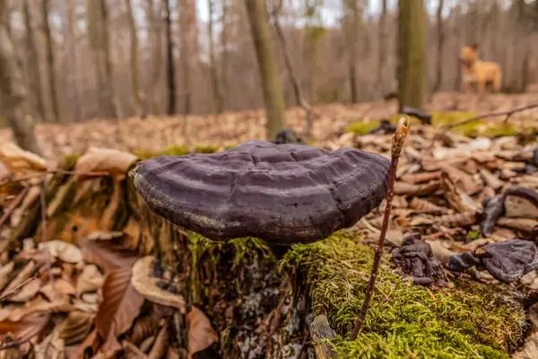 Sonbahar ormanındaki mantarlar