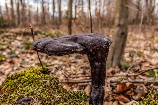 Ormandaki bir kütükte büyük bir mantar.