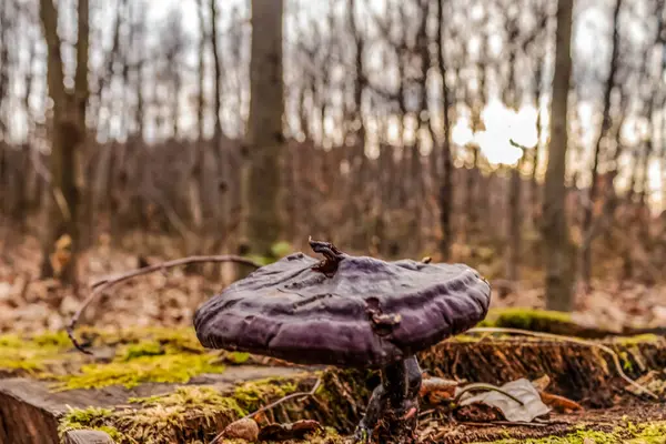 moss için ormanda mantar.