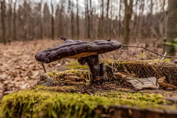 Ormanda devrilmiş bir ağaç gövdesiyle mantarın dikey görüntüsü.